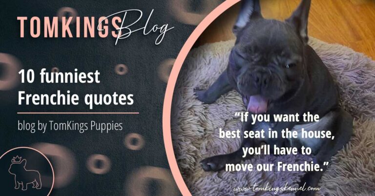 10 funniest Frenchie quotes - TomKings Blog