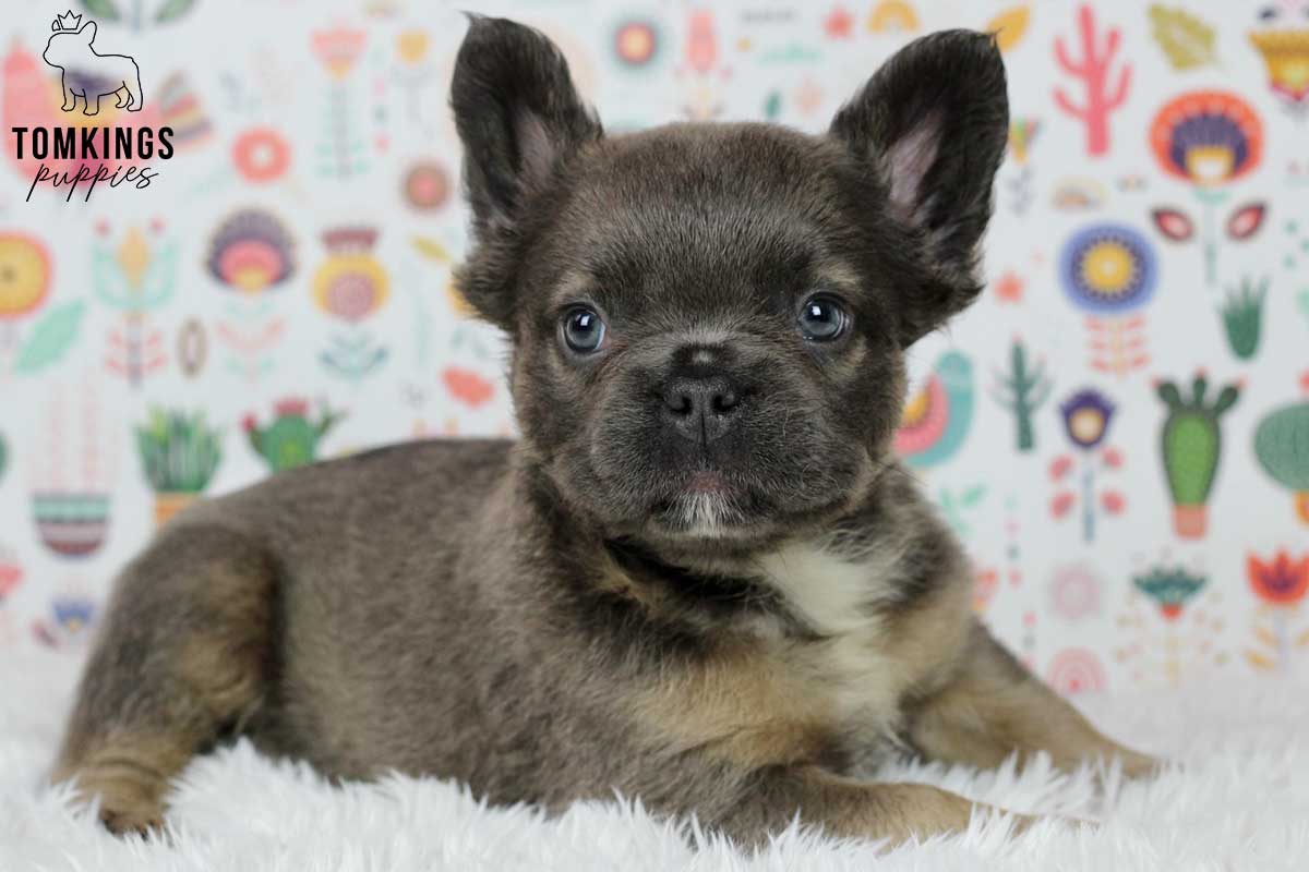 How to communicate with your Frenchie - TomKings Blog