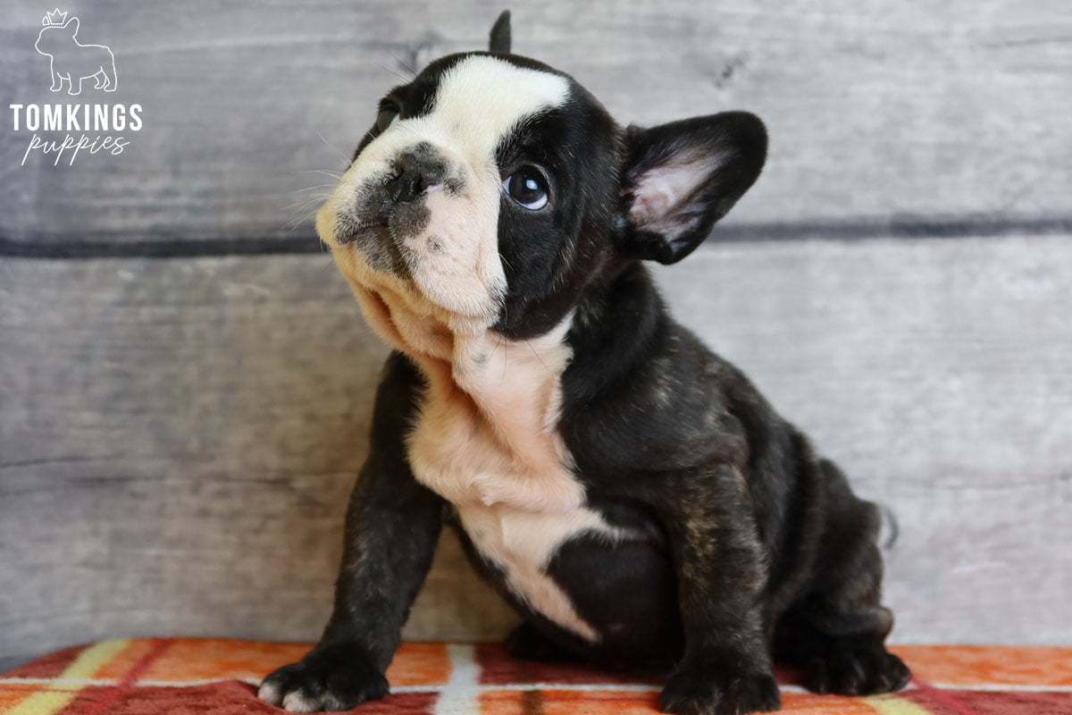 How to fly with your Frenchie? - TomKings Blog
