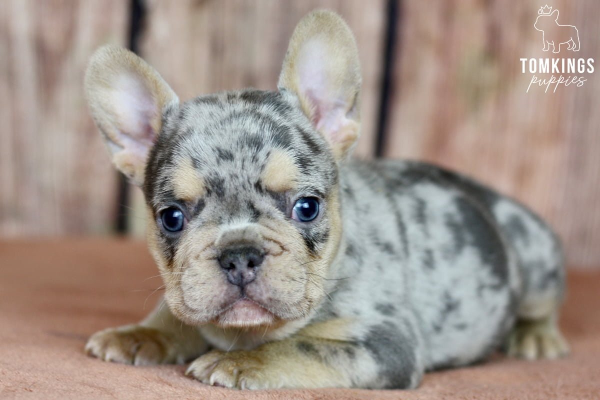 When to take your Frenchie to work? - TomKings Blog