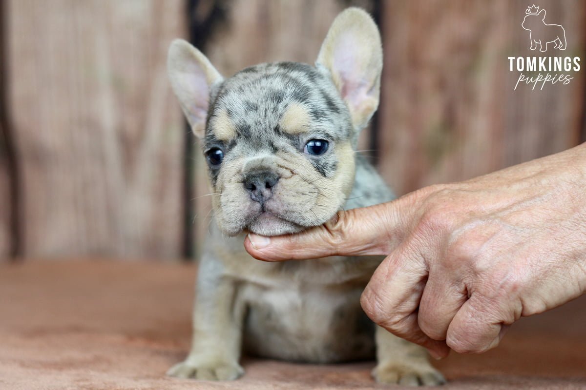 Everything you need to know about neutering your Frenchie - TomKings Blog