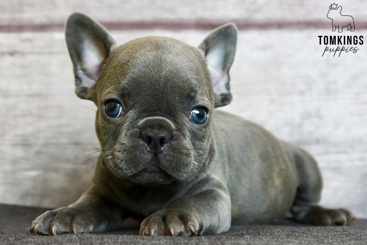 Everything you need to know about neutering your Frenchie - TomKings Blog