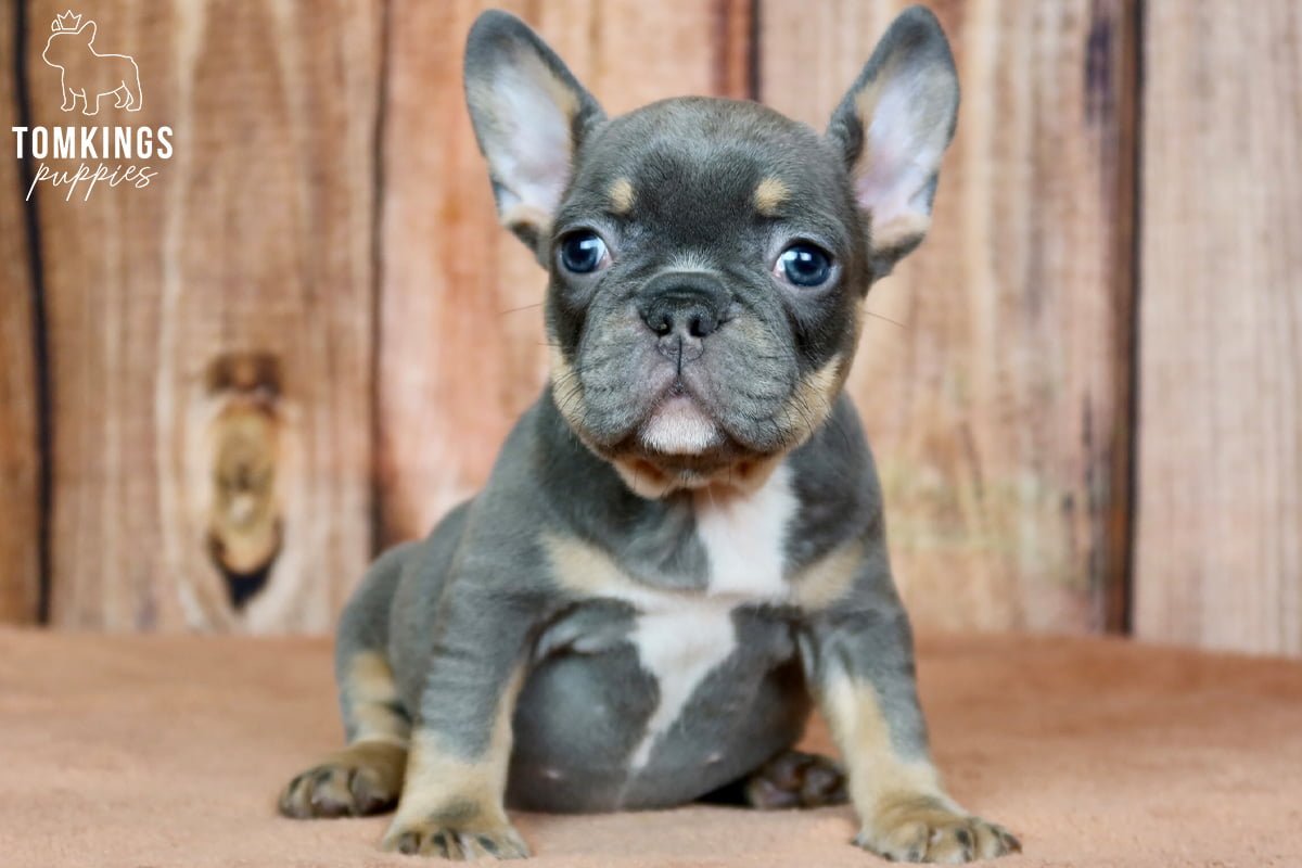 When to take your Frenchie to work? - TomKings Blog