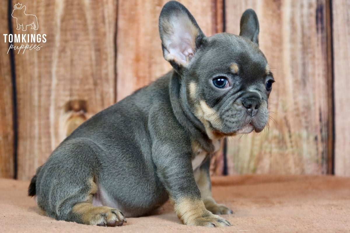 Everything you need to know about neutering your Frenchie - TomKings Blog