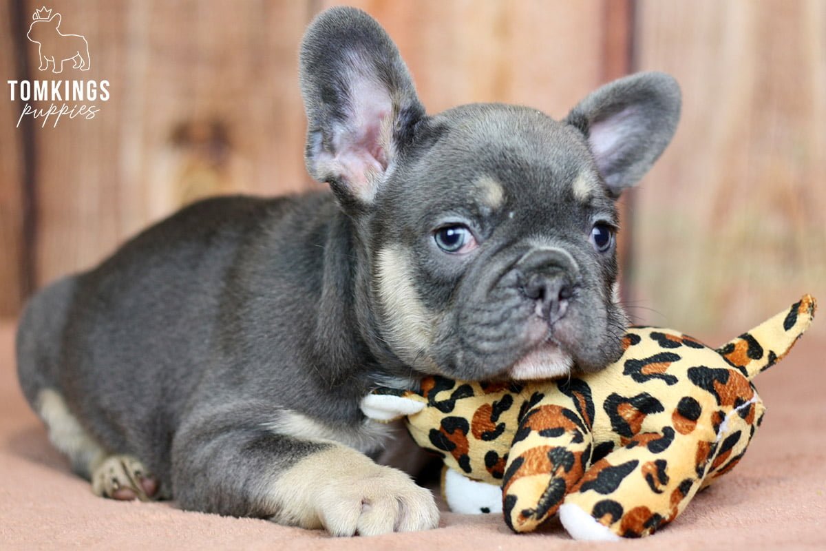 When to take your Frenchie to work? - TomKings Blog