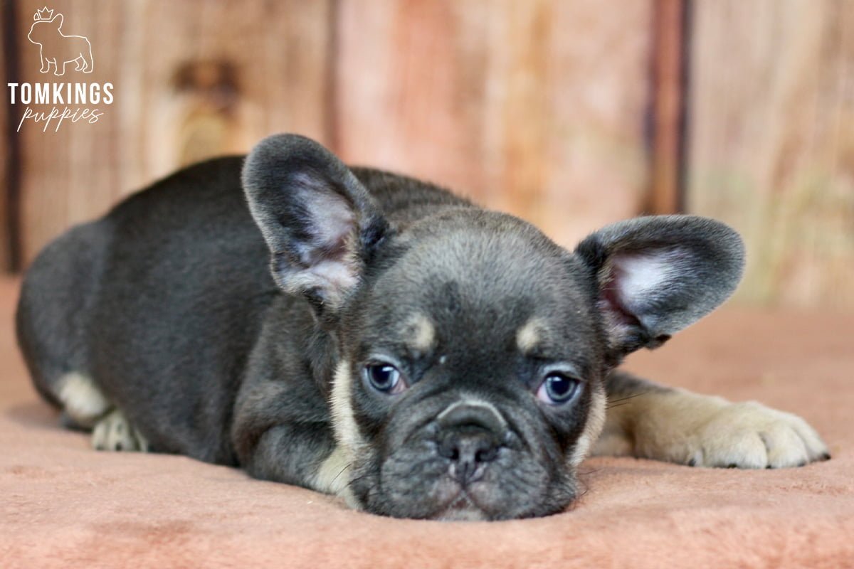Everything you need to know about neutering your Frenchie - TomKings Blog