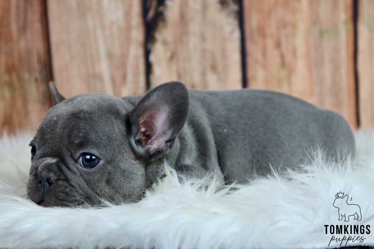 When to take your Frenchie to work? - TomKings Blog