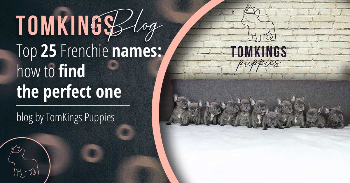 Top 25 Frenchie names: how to find the perfect one - TomKings Blog