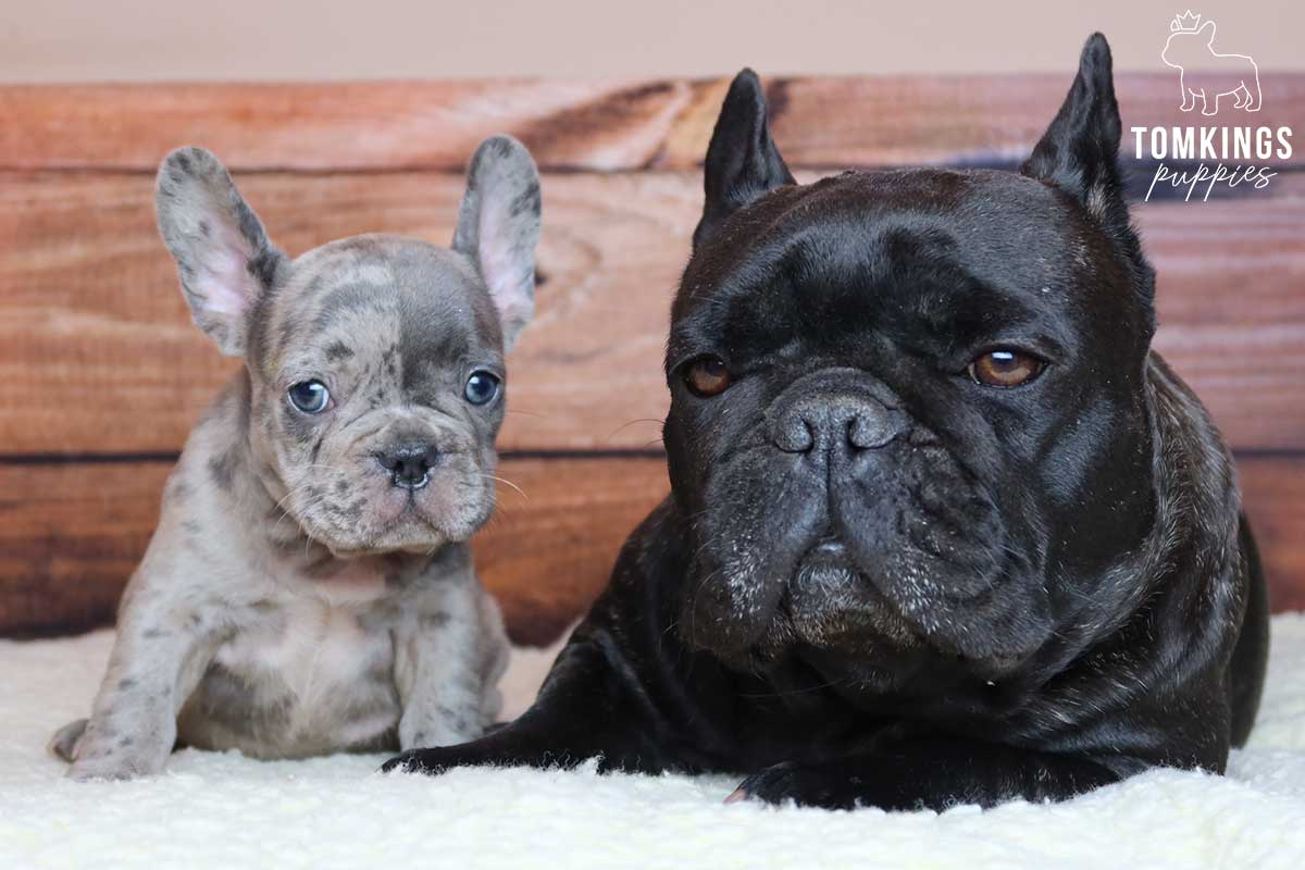 The fascinating history of French Bulldogs - TomKings Blog