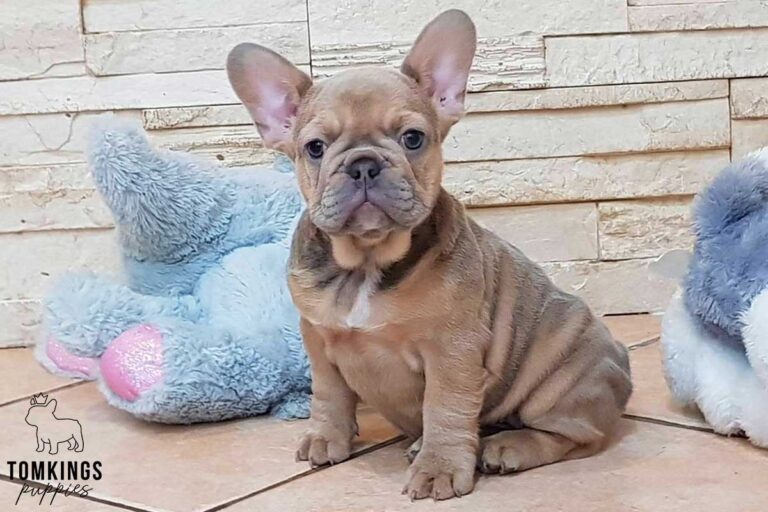 Lilac fawn French bulldog at TomKings Puppies