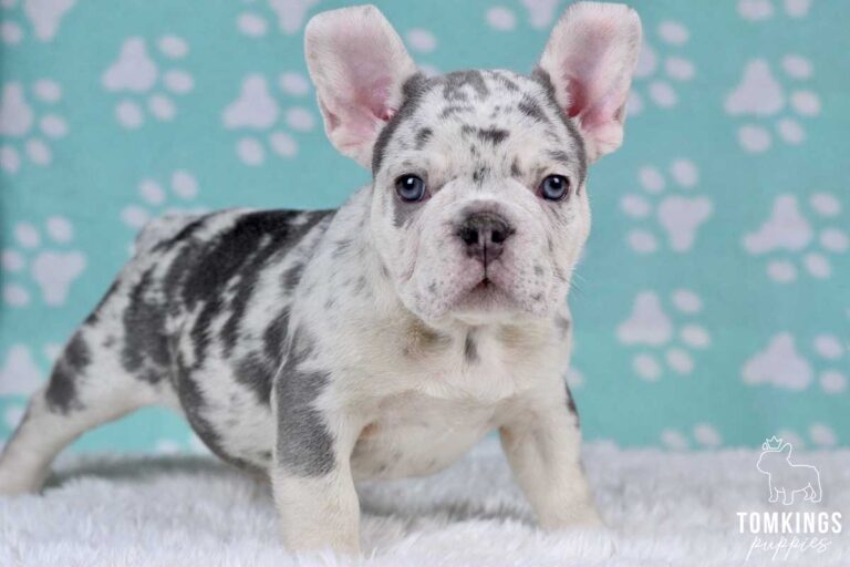 Lilac merle French bulldog puppies at TomKings Puppies