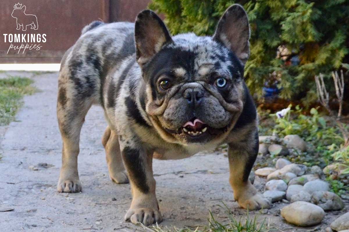 French Bulldog - TomKings Puppies