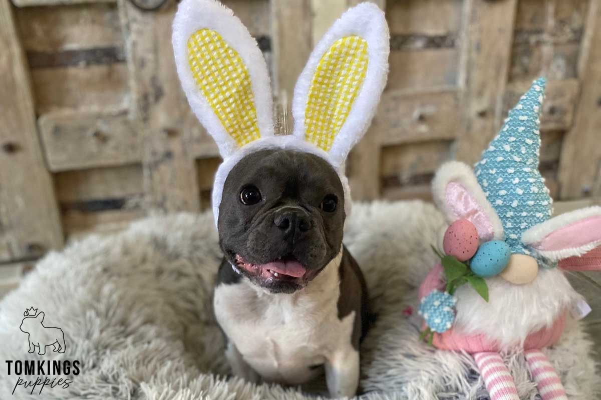How to introduce a bunny to your Frenchie? - TomKings Blog
