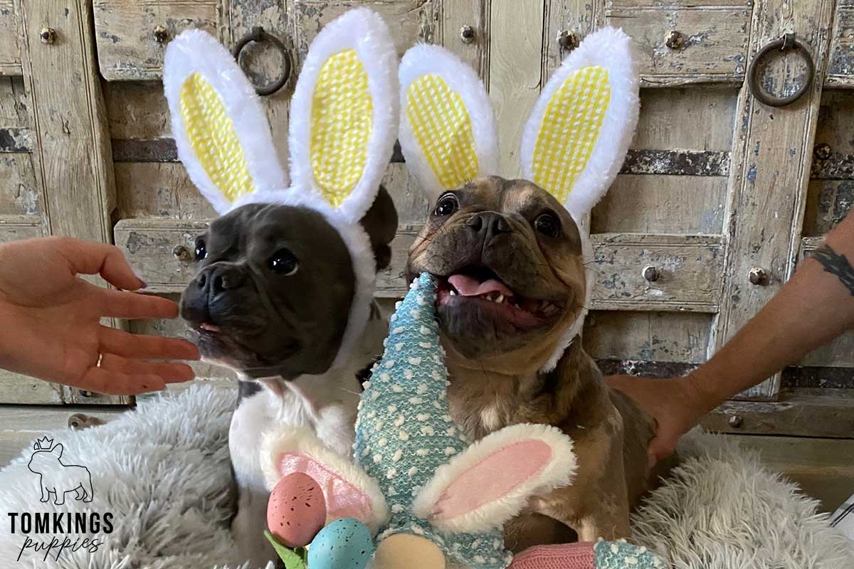 How to introduce a bunny to your Frenchie? - TomKings Blog