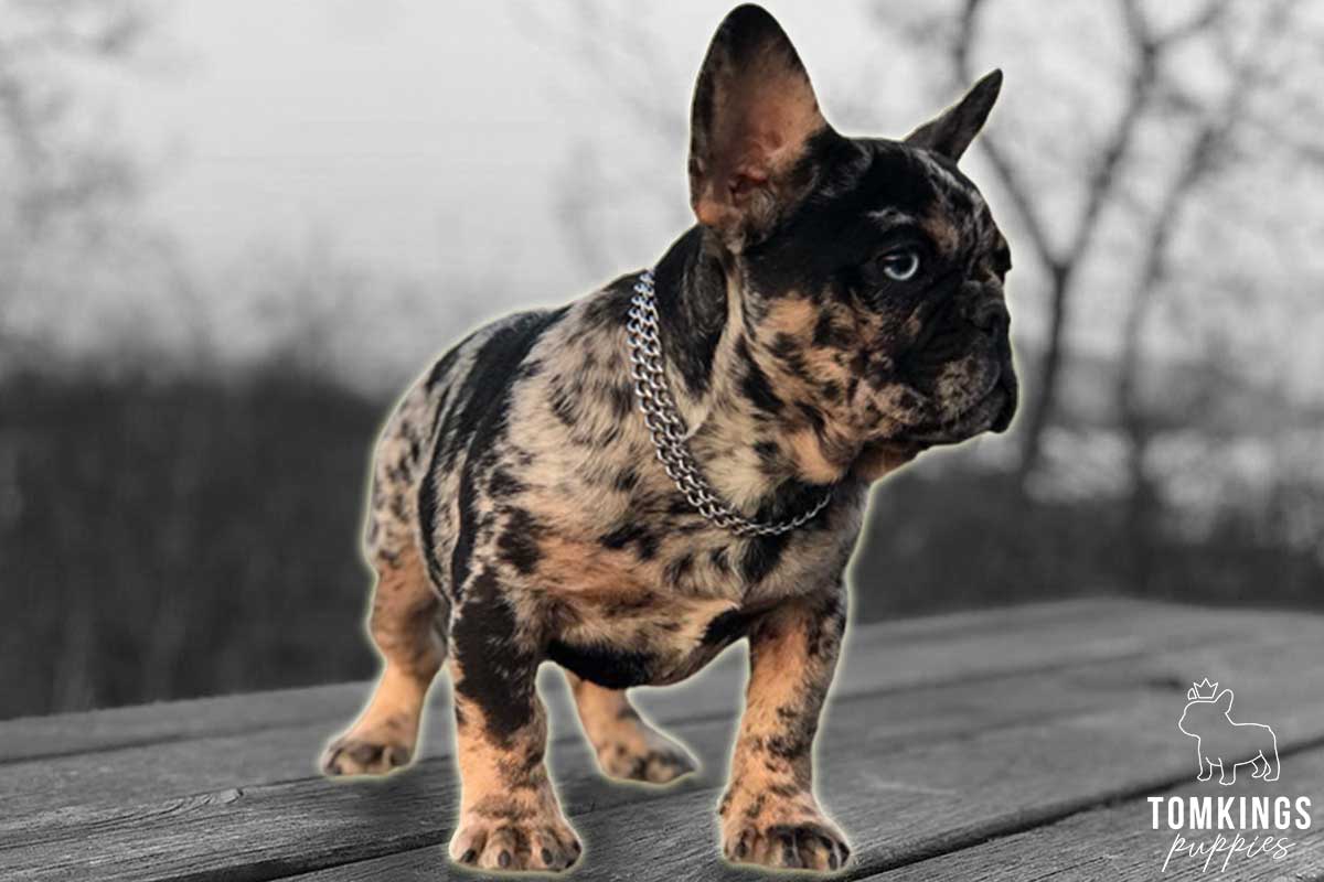 The fascinating history of French Bulldogs - TomKings Blog