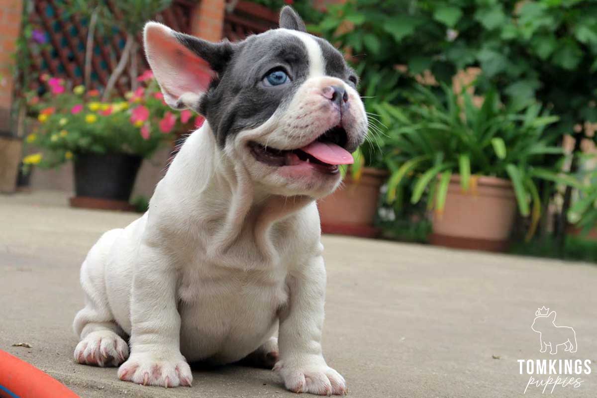 Why do Frenchies fart so much and what can you do about it - TomKings Blog