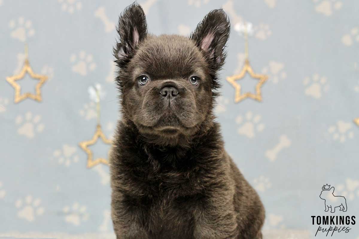 Fluffy French Bulldog TomKings Puppies