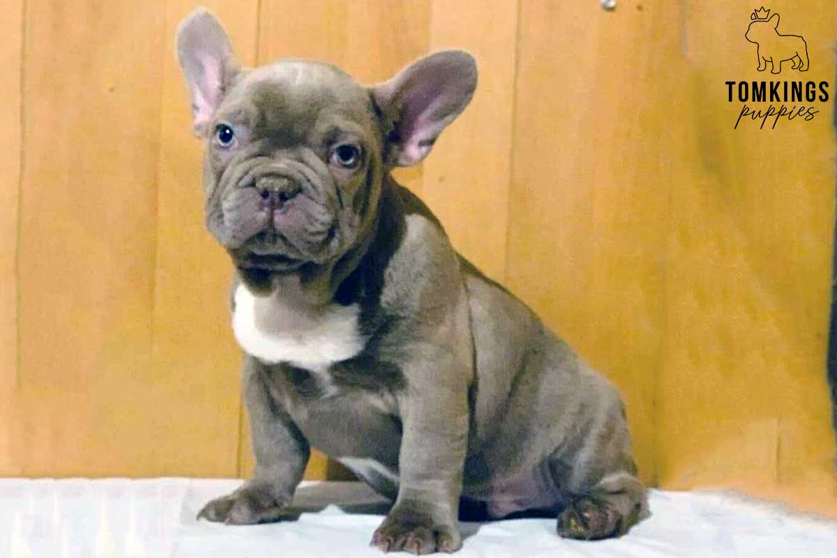 Isabella color French Bulldog TomKings Puppies
