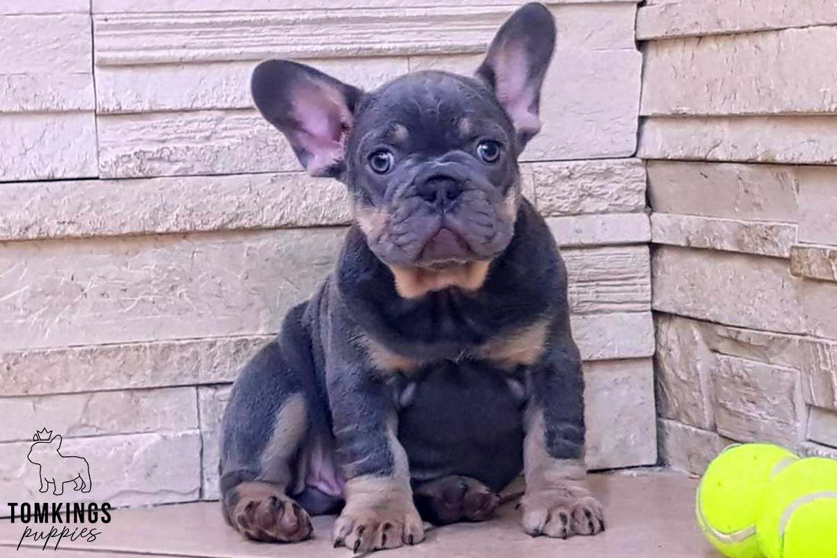 Lilac and tan color French Bulldog TomKings Puppies