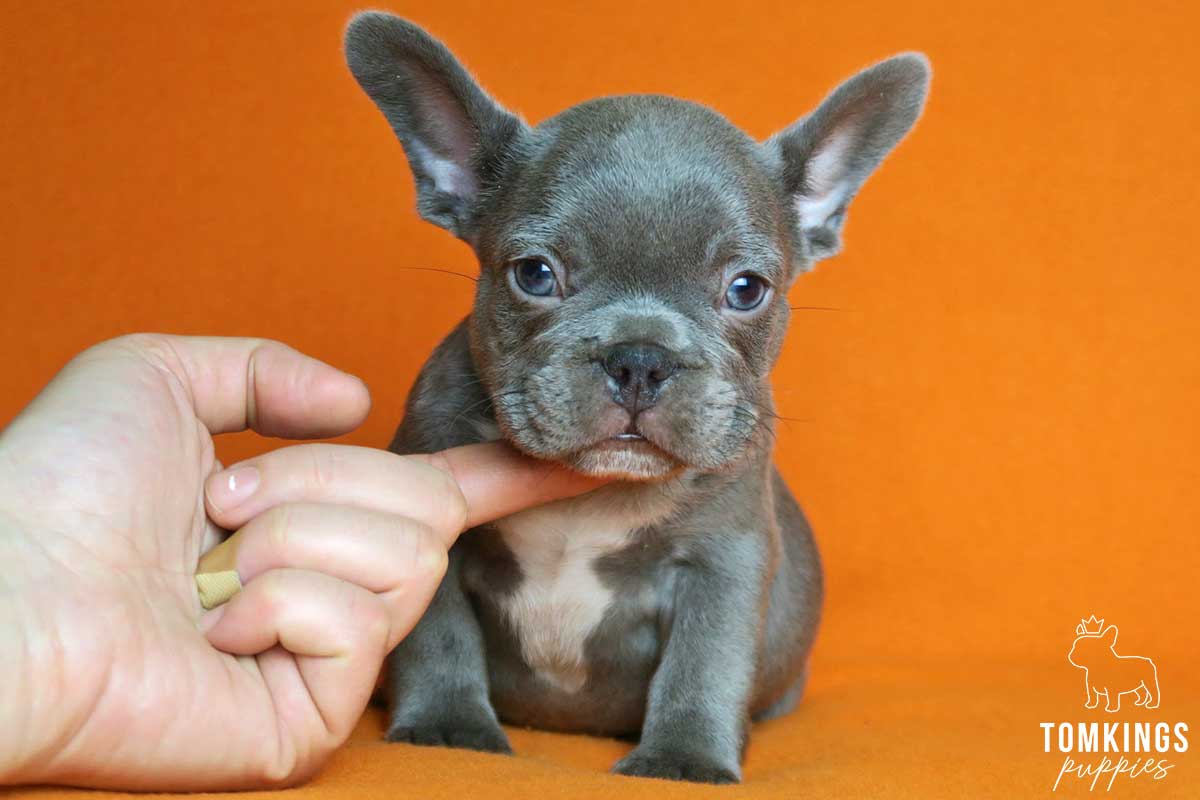 Lilac color French Bulldog TomKings Puppies