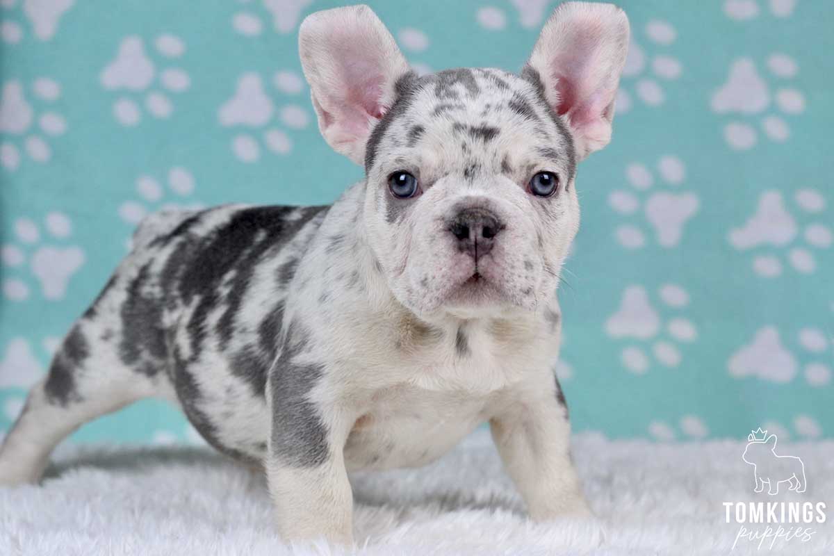 Lilac merle color French Bulldog TomKings Puppies