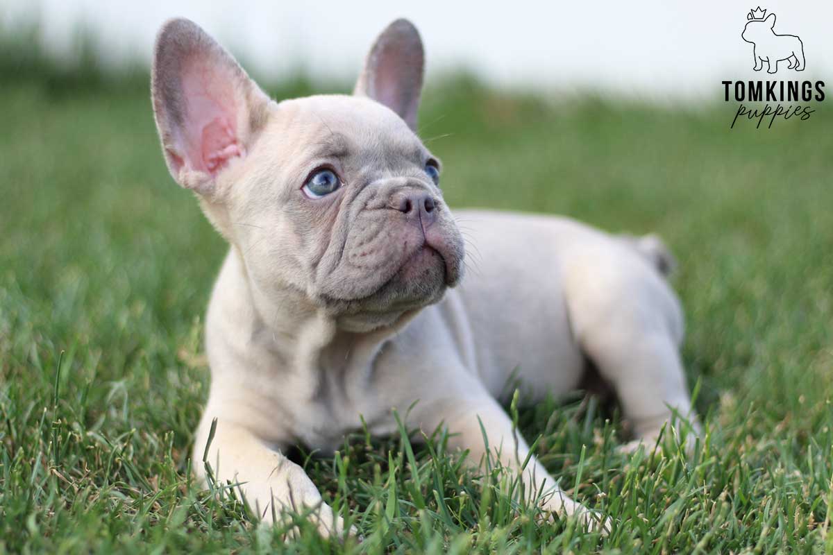 Lilac sable color French Bulldog TomKings Puppies