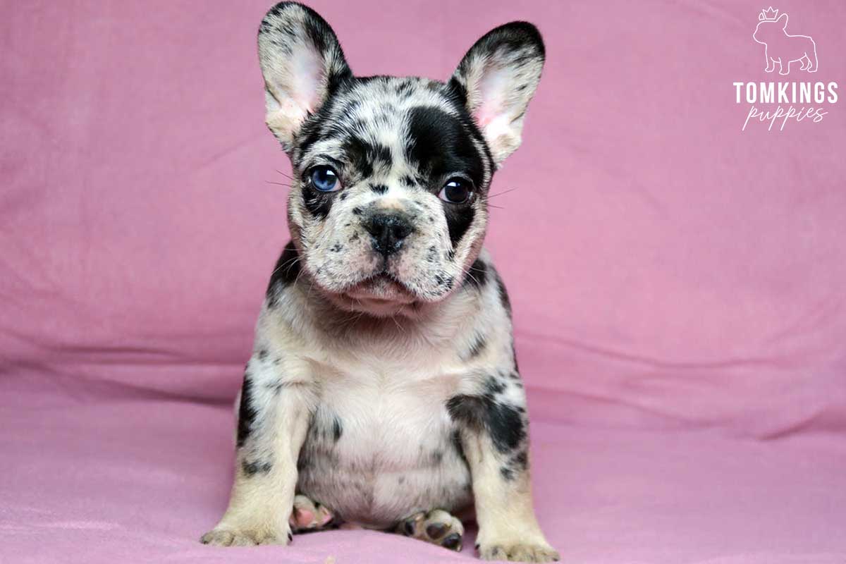Merle and tan color French Bulldog TomKings Puppies