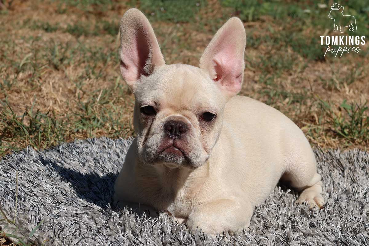 Platinum color French Bulldog TomKings Puppies