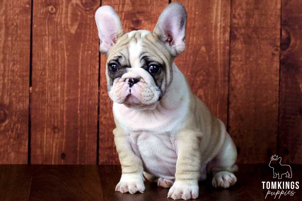 Red pied color French Bulldog TomKings Puppies