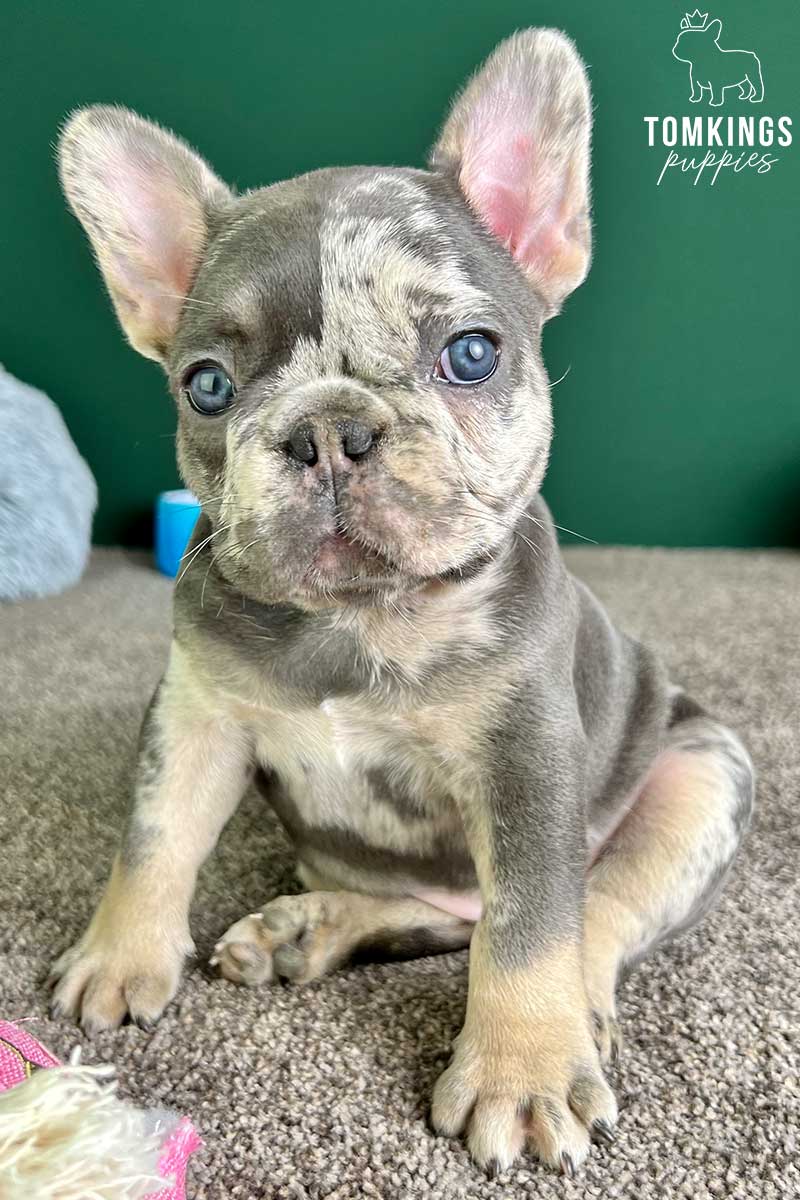 Samoa, available French Bulldog puppy at TomKings Puppies