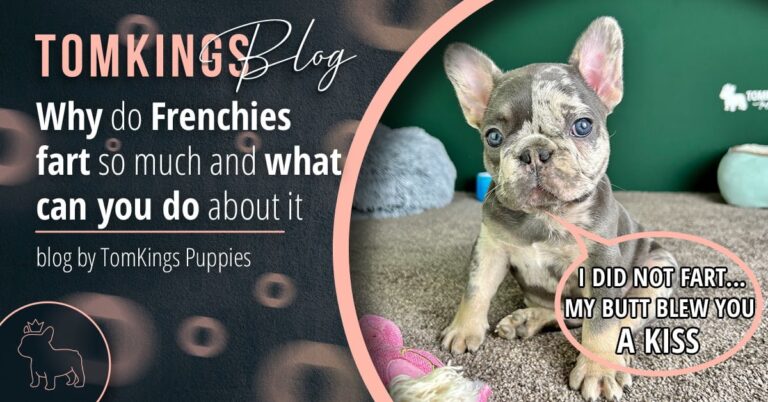 Why do Frenchies fart so much and what can you do about it - TomKings Blog