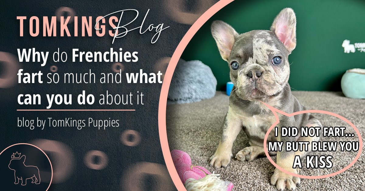Why do Frenchies fart so much and what can you do about it - TomKings Blog