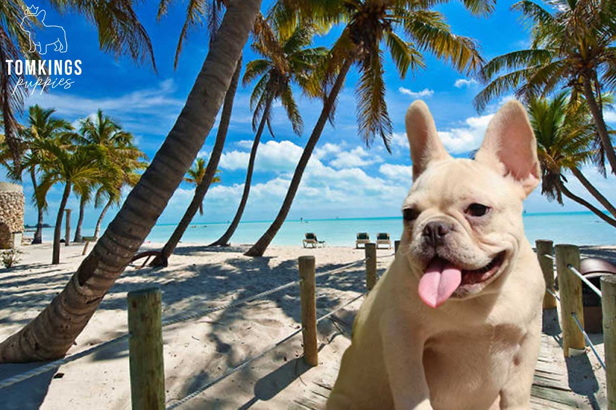 5 places in the US you must visit with your Frenchie - TomKings Blog