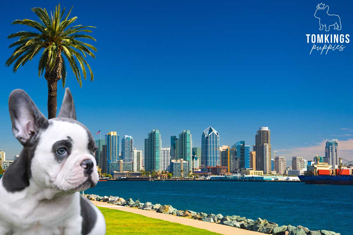 5 places in the US you must visit with your Frenchie - TomKings Blog