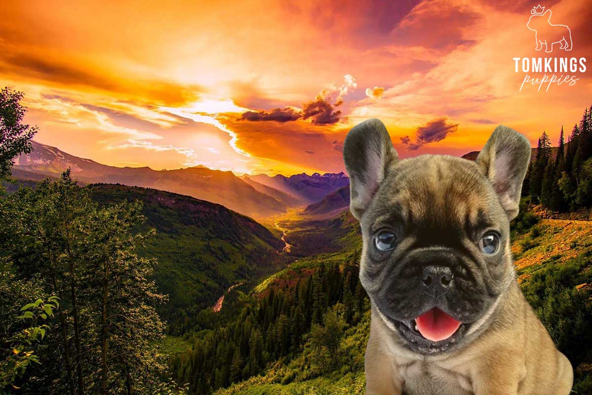 5 places in the US you must visit with your Frenchie - TomKings Blog