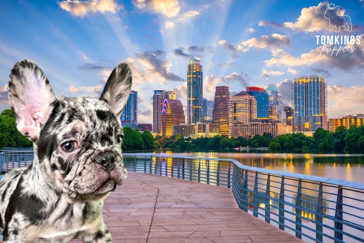 5 places in the US you must visit with your Frenchie - TomKings Blog