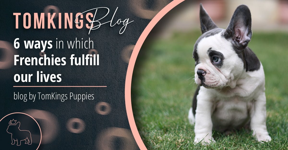6 ways in which Frenchies fulfill our lives - TomKings Blog