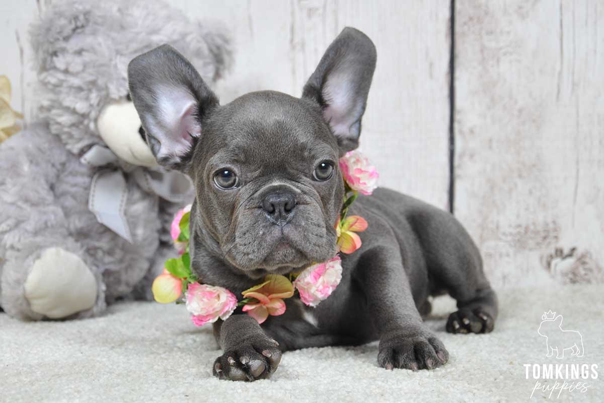 Belinda, available French Bulldog puppy at TomKings Puppies