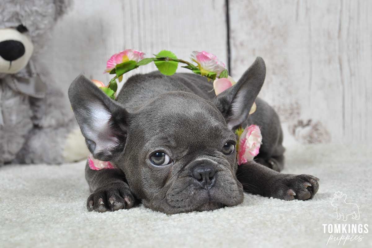 Belinda, available French Bulldog puppy at TomKings Puppies