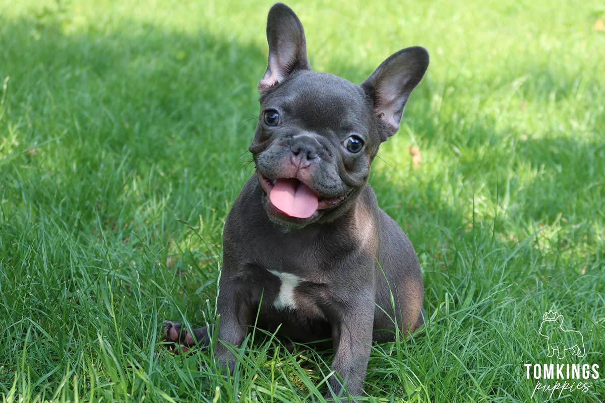 Top 5 edible and toxic vegetables for Frenchies - TomKings Blog