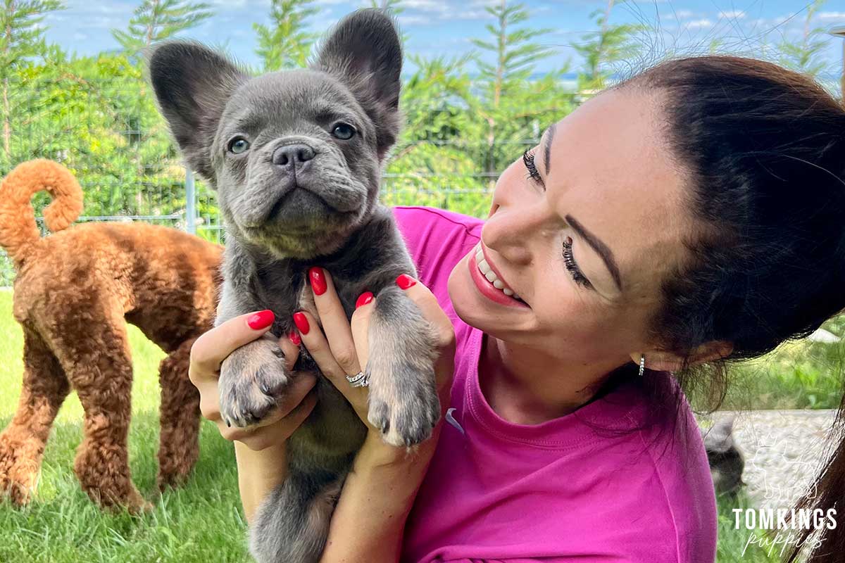 10 tips to build a strong bond with your Frenchie - TomKings Blog