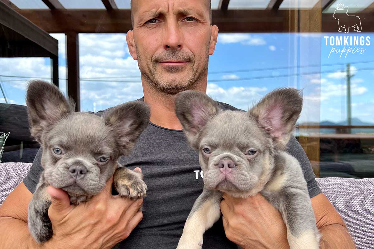 10 tips to build a strong bond with your Frenchie - TomKings Blog