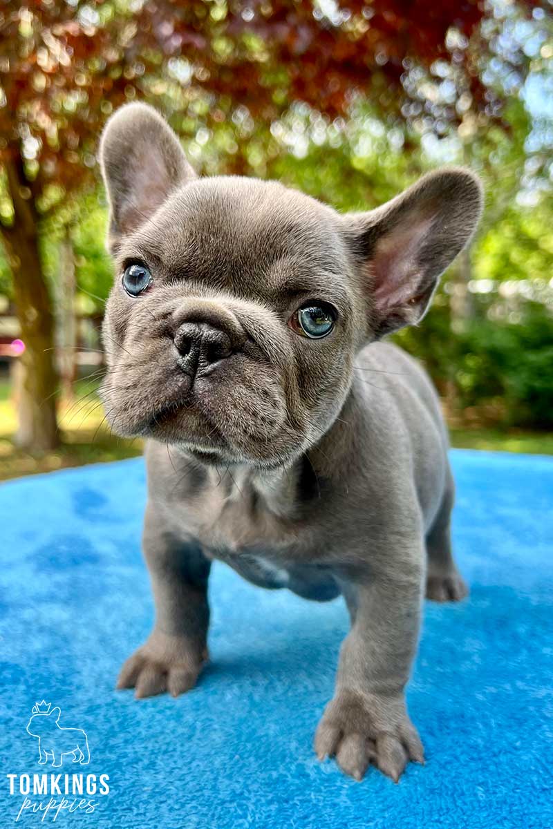 Karly, available French Bulldog puppy at TomKings Puppies