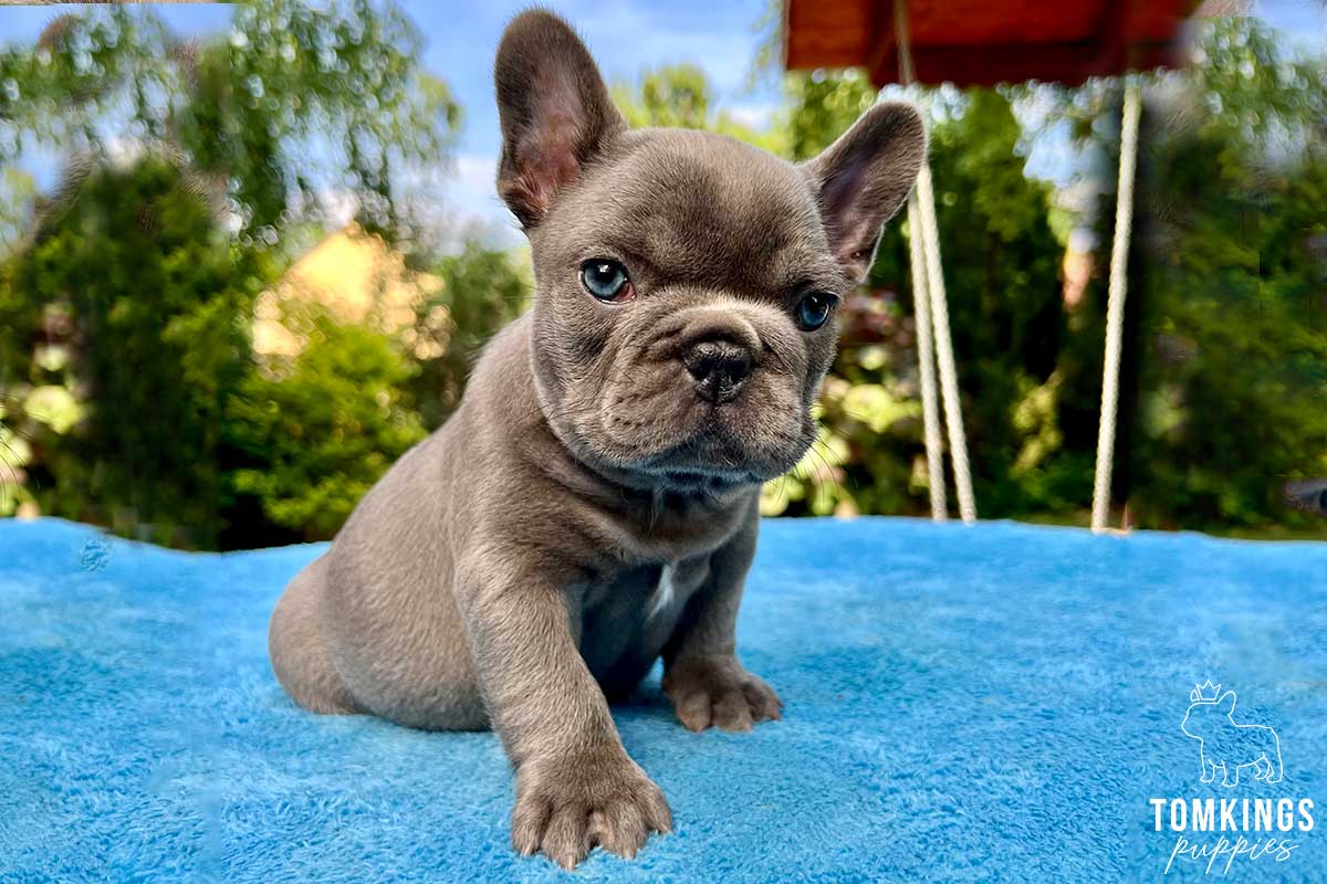 The dangers of dog walking in summer - TomKings Blog