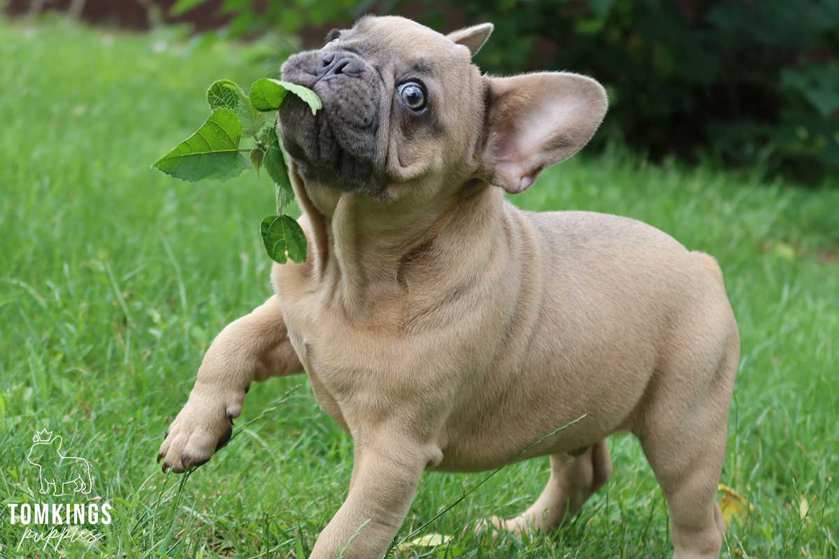10 tips to build a strong bond with your Frenchie - TomKings Blog