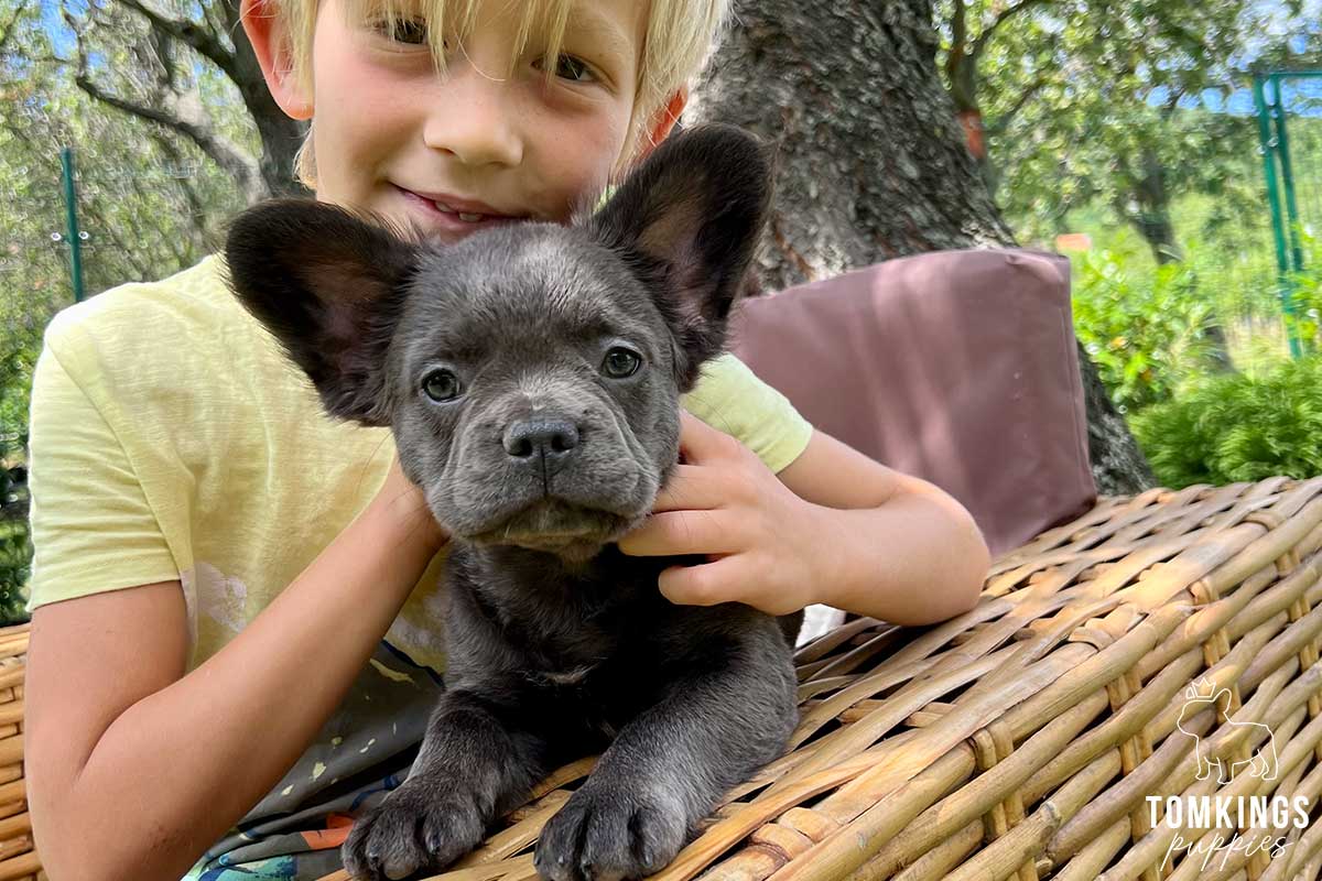 10 tips to build a strong bond with your Frenchie - TomKings Blog