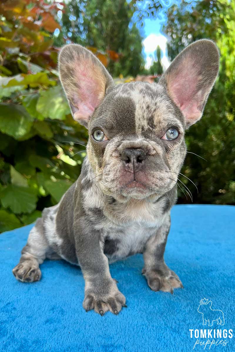 Sami, available French Bulldog puppy at TomKings Puppies