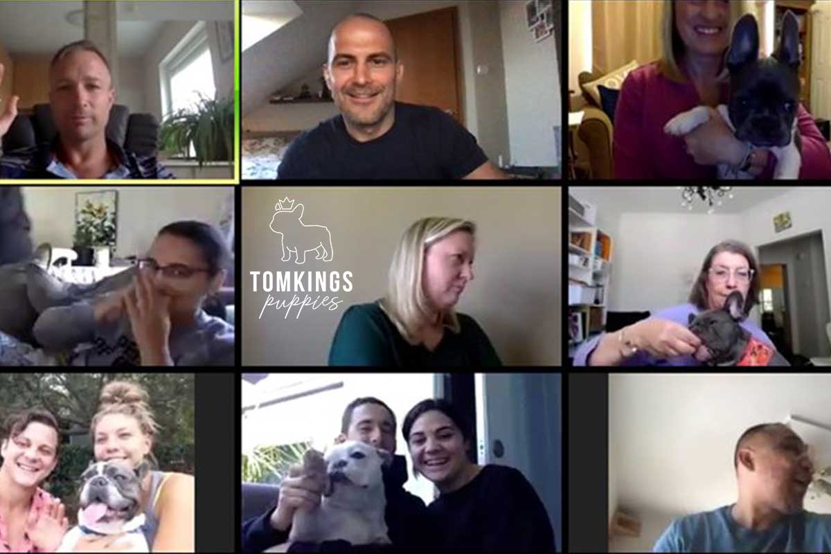 Building a strong Frenchie community – TomKings Frenchie Meetups - TomKings Blog