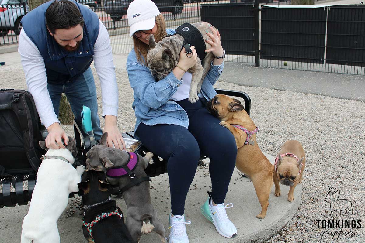 Building a strong Frenchie community – TomKings Frenchie Meetups - TomKings Blog