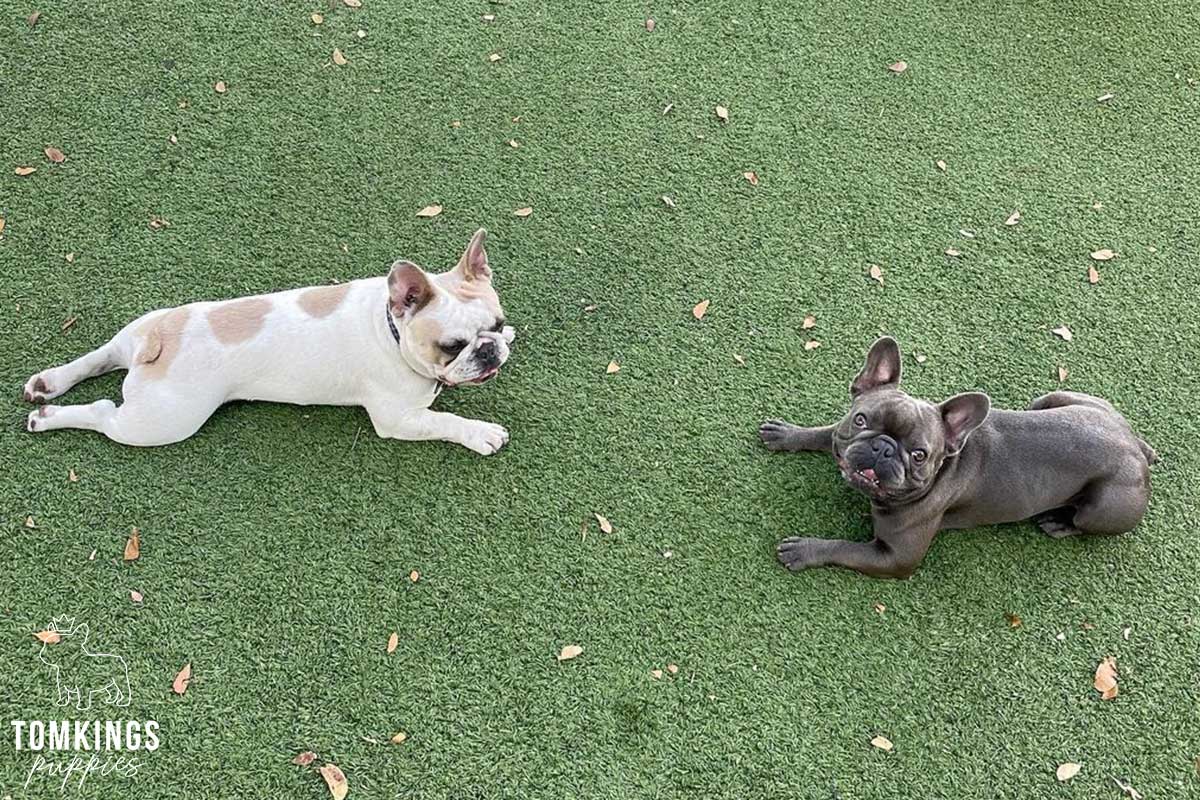 Building a strong Frenchie community – TomKings Frenchie Meetups - TomKings Blog